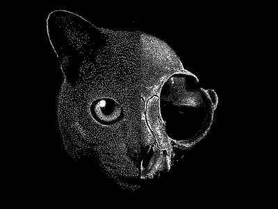 Schrödinger's cat cat quantum mechanics schrödinger