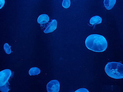 Jellyfish in blue lights