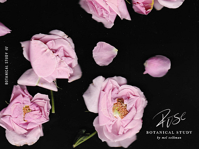 Botanical Study 01 | Rose