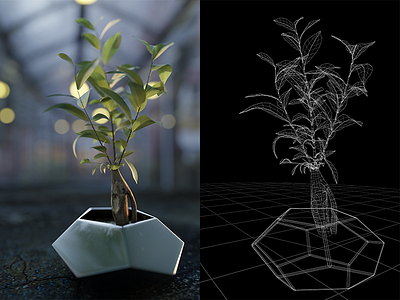Ficus 3d blender plant realistic render topology wire wiremesh