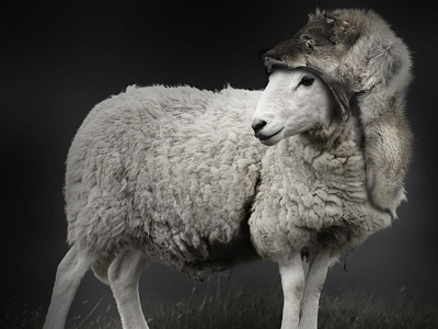 Hiding Sheep photoshop