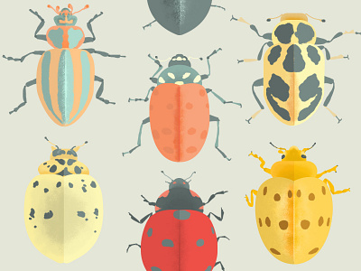 Lady Beetles