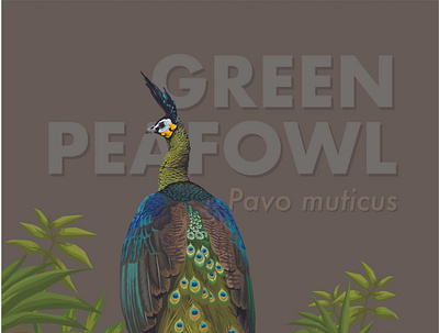 Green Peafowl (Pavo muticus) Vector animal bird design illustration vector wildlife illustration