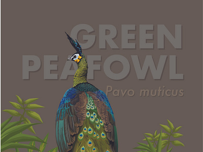 Green Peafowl (Pavo muticus) Vector