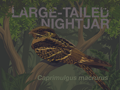 Nightjar Caprimulgus on the forest with detailed vector animal bird design detailed illustration vector wildlife illustration