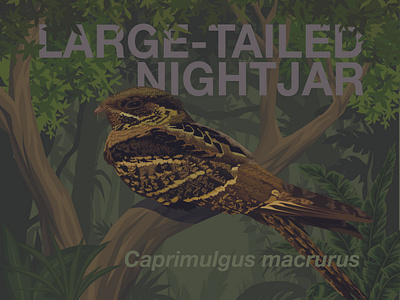 Nightjar Caprimulgus on the forest with detailed vector