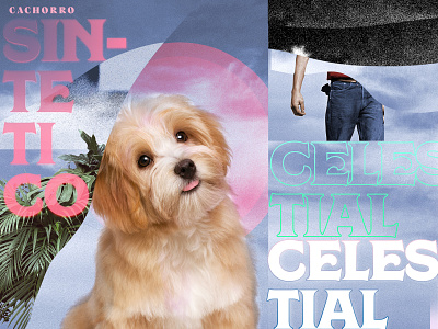 The memorial tribute for a lovely pet collage dog layout pet tribute type typography