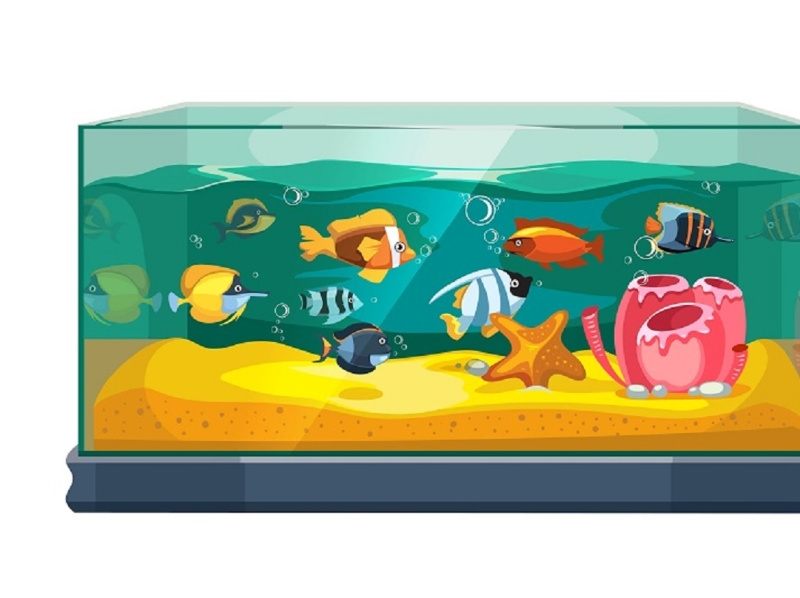Best Small Fish Tanks For GoldFish & Aquarium Starters by Fish on Dribbble
