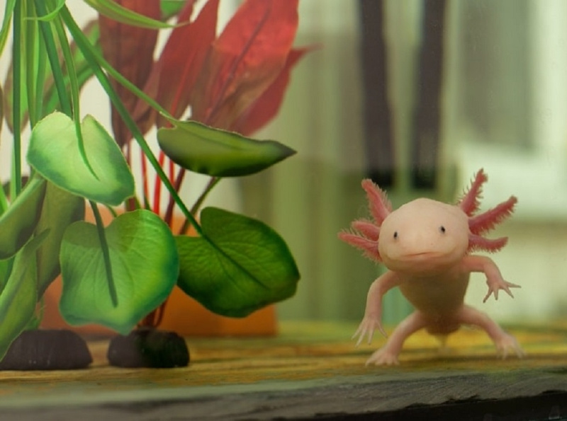 Upgrade Your Tank With Best Filter For Axolotl by Fish on Dribbble