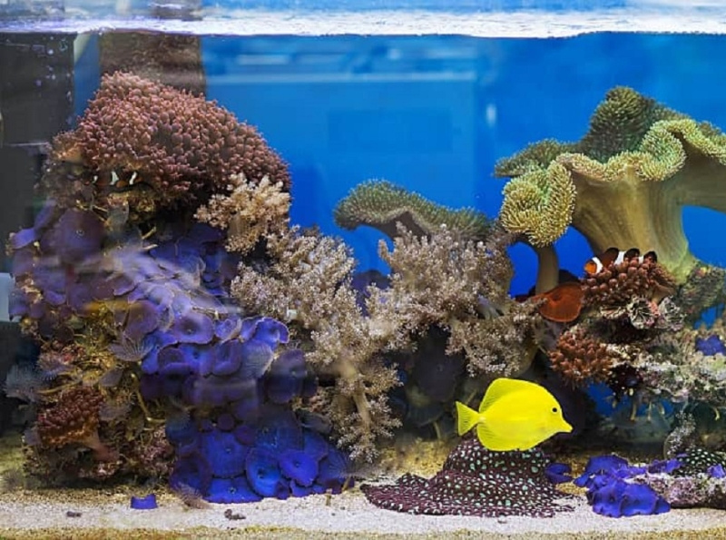 Best filter for saltwater tank Reviews and buying guide by Fish on