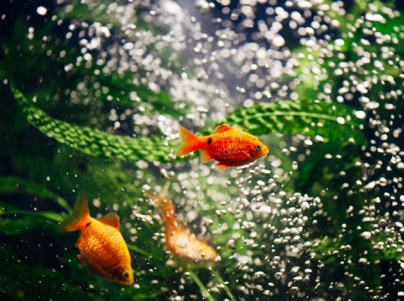 Best HOB Filters You Should Know Reviews and Buying Guide by Fish on