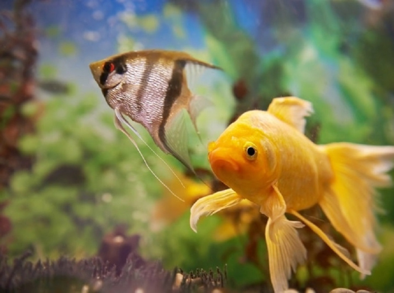 Best Tropical Fish Food Detailed Reviews & Buying Guide by Fish on