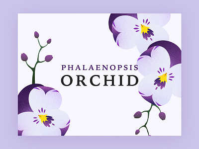Orchid design flower graphic illustration orchid phalaenopsis purple