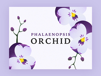 Orchid