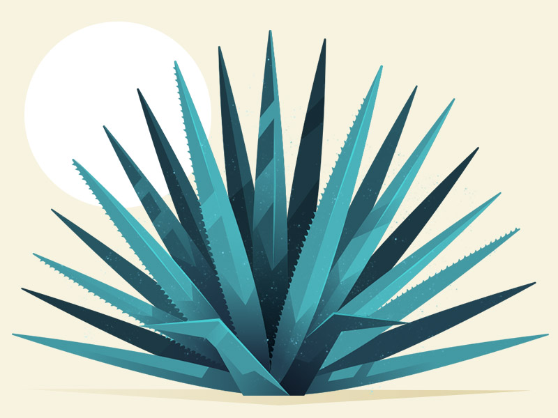 Agave by Ian Dickens on Dribbble