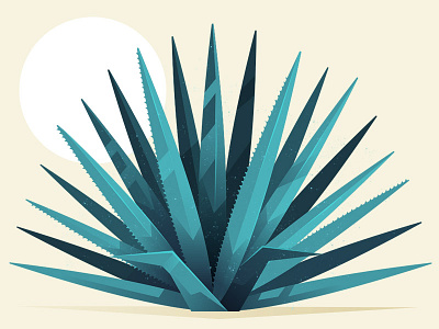 Agave ageve desert illustration leaves plant tequila