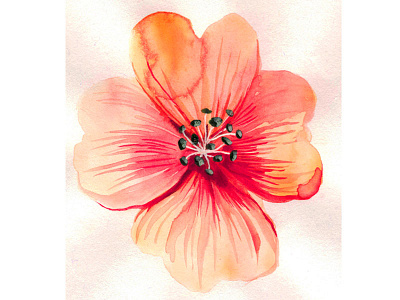 Watercolor Flower II flower herb nature set spring summer vintage