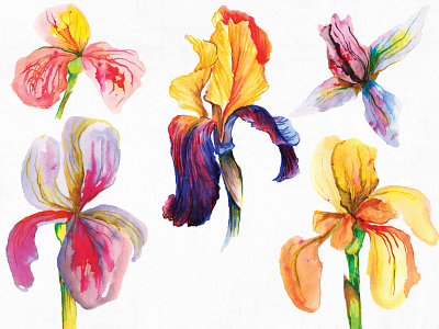 Watercolor Iris Collection detail flower iris petal spring watercolor watercolor flower watercolor iris