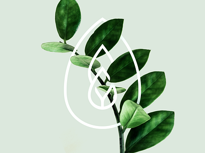 🌿 a drop emblem leaf leaf logo letter logo logotype maserekt monogram nature symbol tree typography water