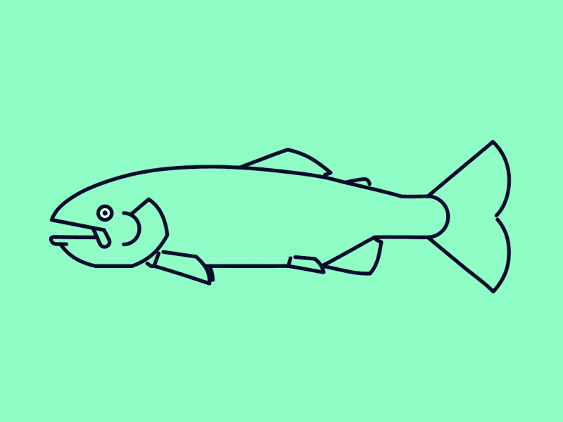 Trout Swimming by James Hazael on Dribbble