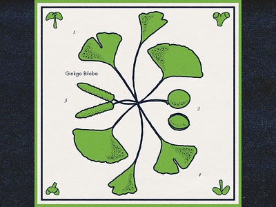 Ginkgo Biloba - "Botanical" Drawing design ginkgo graphic design illustration trees