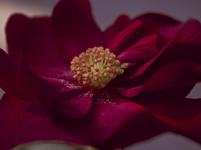 Red flower photography red simple yellow