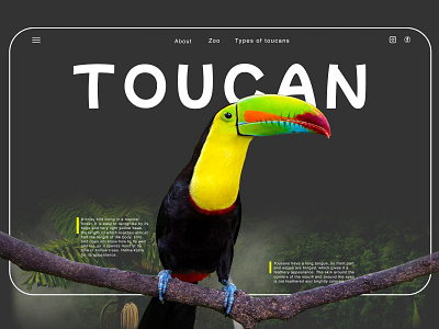 TOUCAN: THE CONCEPT OF THE FIRST SCREEN concept design typography ui ux web webdesign