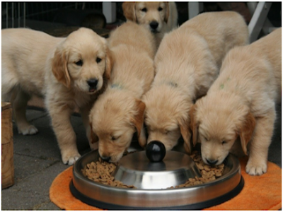 What Type of Ingredients Should Present in Dog Food