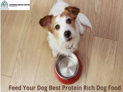 Best Protein Rich Dog Food