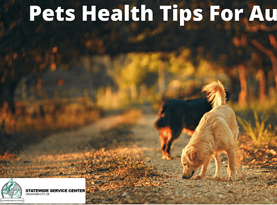 Pets Health Tips For Autumn pet