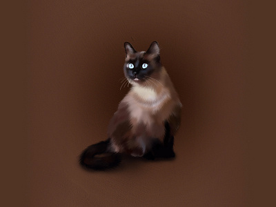 Siamese cat illustration apple pencil art cat drawing illustration procreate siamese cat