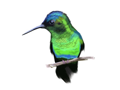 Hummingbird illustration apple pencil bird digital art hummingbird illustration procreate tropical