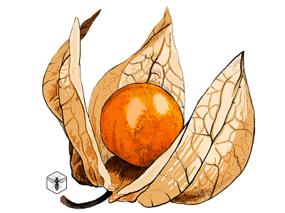 Physalis botanical cape gooseberry fruits ground cherry orange physalis