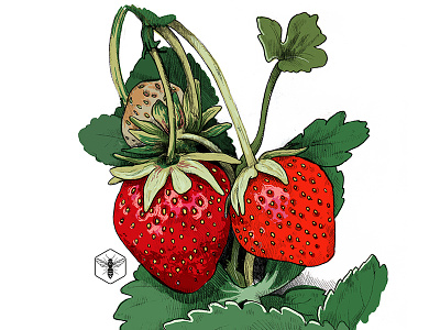 Strawberries fruits garden red red fruits strawberry summer