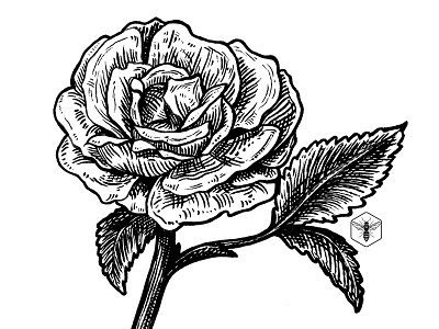 Rose black and white botanical engraved flower gravure hand drawn handdrawn pencil drawing rose