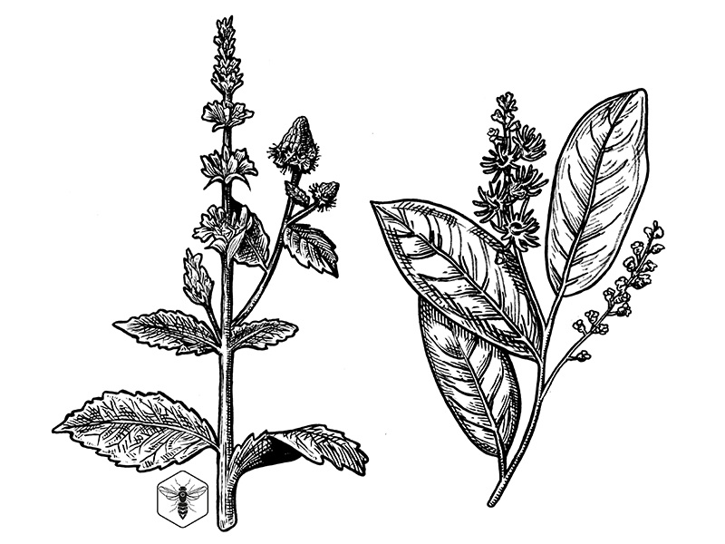 Bay Tree designs, themes, templates and downloadable graphic elements