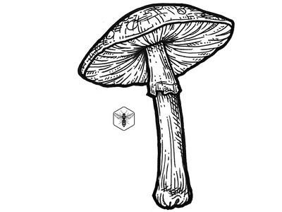 Poisonous black and white botanical engraved gravure handdrawn illustration ink inktober mushroom