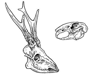 Deer & Rabbit anatomy black and white engraved gravure handdrawn illustration ink skulls