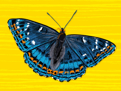 Butterfly illustration