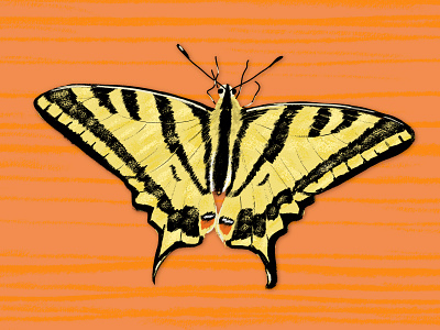 Butterfly illustration