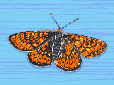 Butterfly illustration