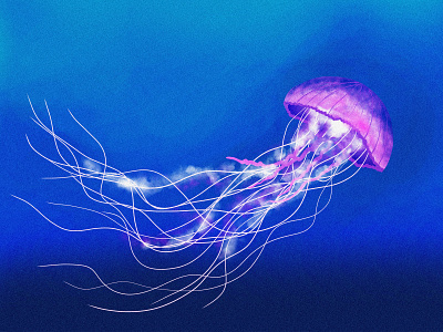 Jellyfish