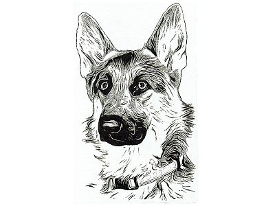 German Shepherd Illustrated Portrait dog drawing german shepherd head illustration line portrait