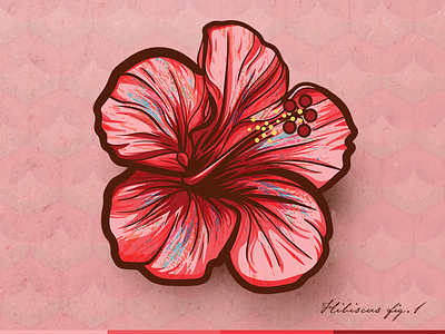 Pink Hibiscus botanical design floral flower hawaii hibiscus illustration pink vector