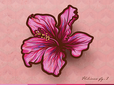 Purple Hibiscus botanical design floral flower hawaii hibiscus illustration pink vector