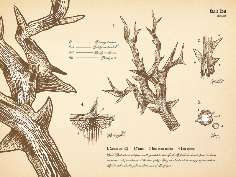 Canis Root Botanical Print vintage drawing canis root floral print scientific illustration typography vector botanical skyrim alchemy