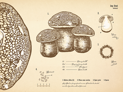 Mushroom Botanical Print alchemy botanical drawing imp stool mushroom print scientific illustration skyrim typography vector vintage
