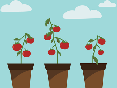 Tomatoes design flat illustration organic plants tomatoes vegetables