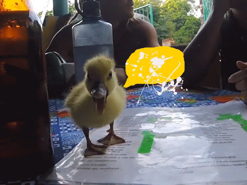 Swag Talk animation bubble cel duck nicaragua paint speech splatter talk