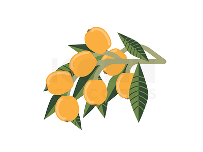 Loquat colorful cyprus food fruit icon iconic illustration kibris kıbrıs landmark loquat